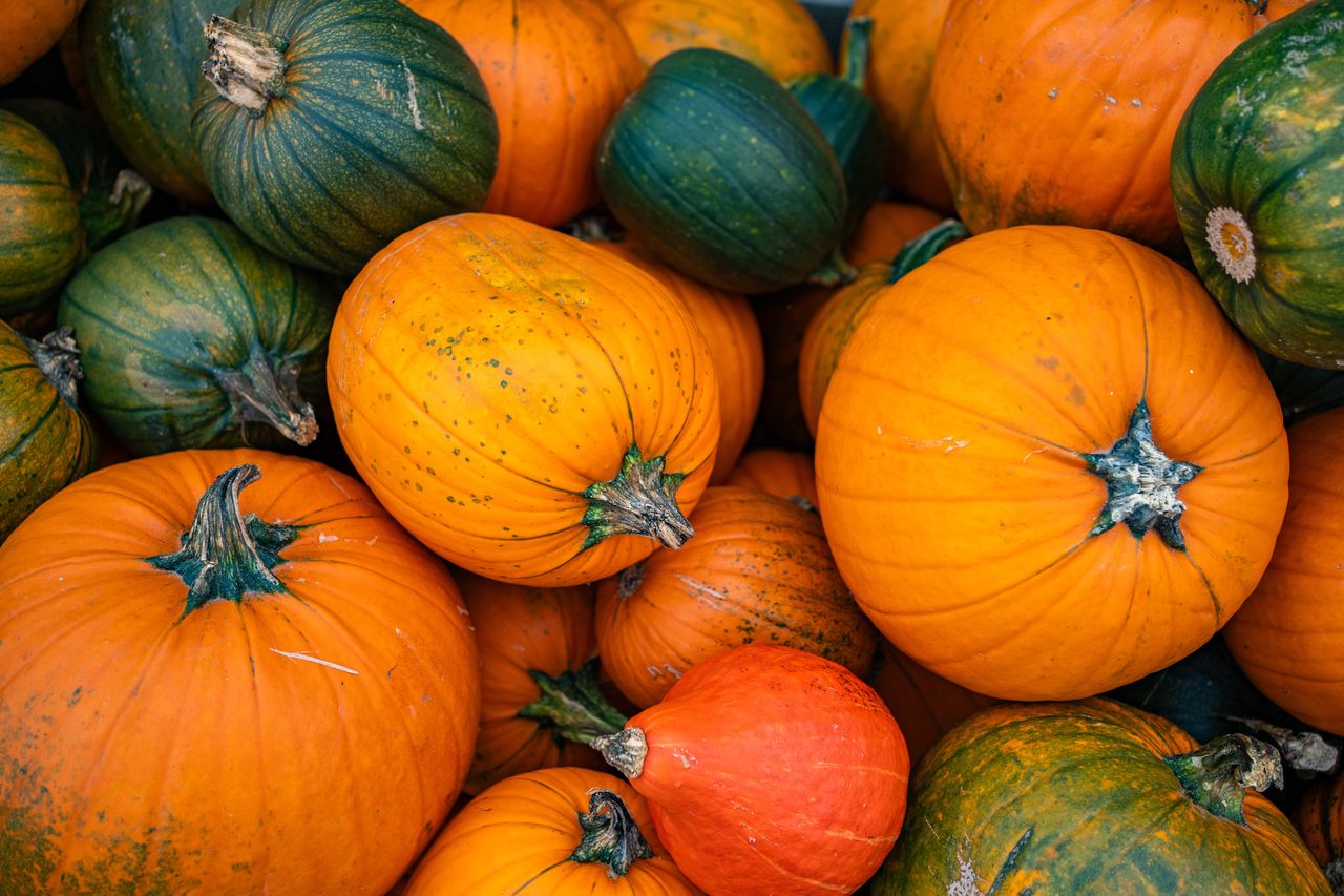 Zapytałam 4 szefów kuchni, która dynia jest najlepsza na jesień. Wskazali jedną odmianę