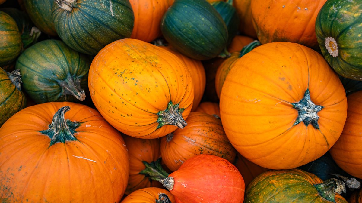 Odmiany dyni na jesiennym stole