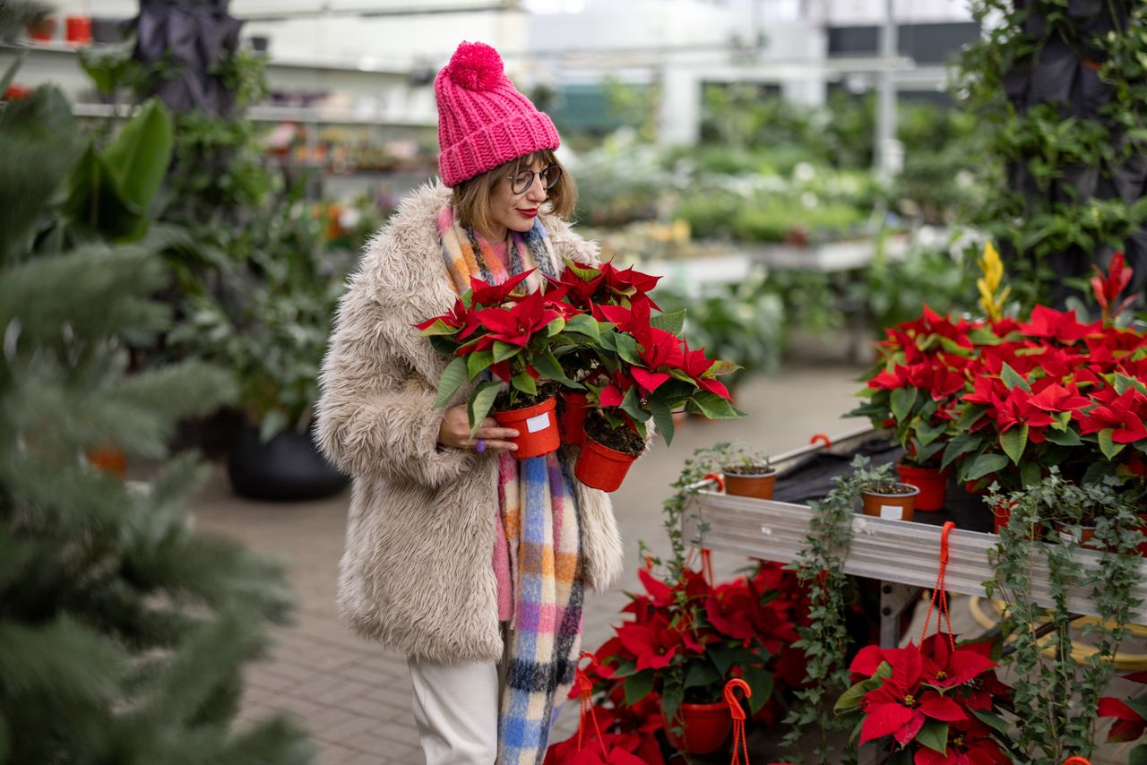 The poinsettia is a plant that we associate with the holidays.