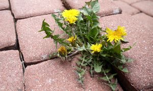 Wylej na chwasty. "Wypali" je do korzeni