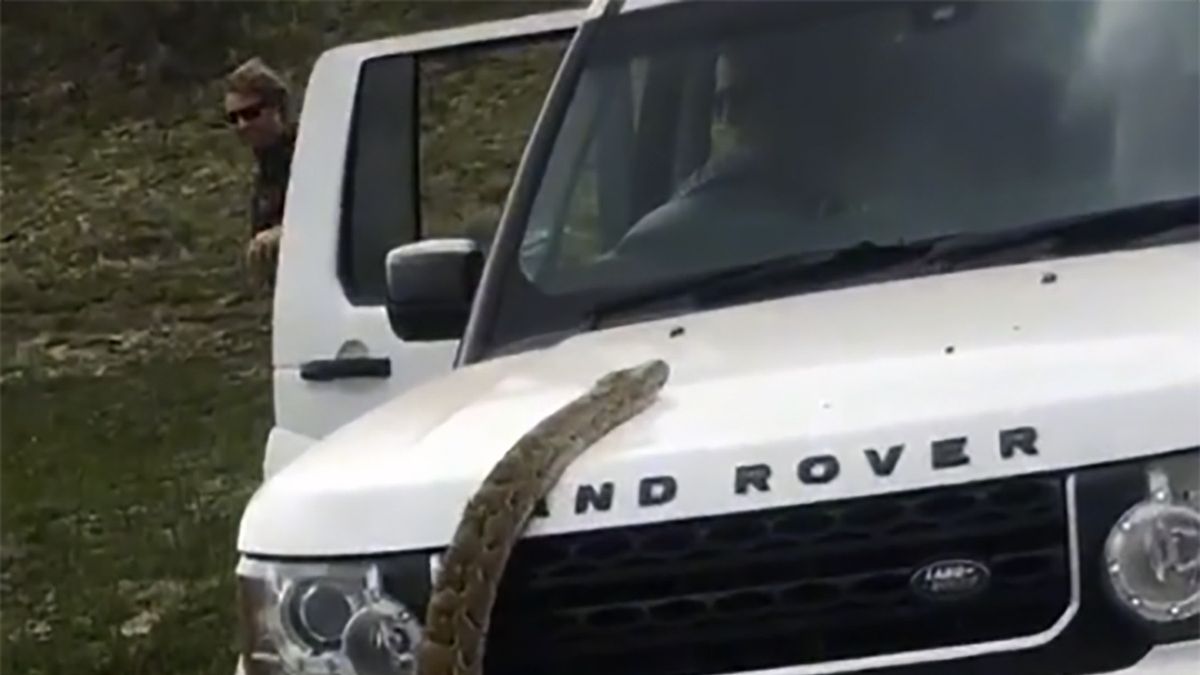 Media obiegło nagranie z wężem wślizgującym się na samochód w roli głównej