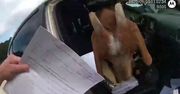 Uparta koza w radiowozie. Nic sobie nie robiła z próśb policjantki