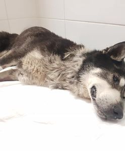 Świdnica. Prokuratura zajmie się sprawą maltretowanego psa. Należał do byłej sołtys Krzyżowej