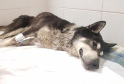 Świdnica. Prokuratura zajmie się sprawą maltretowanego psa. Należał do byłej sołtys Krzyżowej