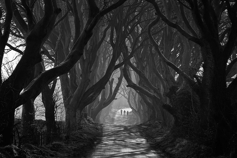 Znamy zwycięzców konkursu International Garden Photographer of the Year 2016 32