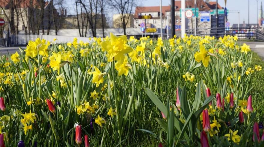 Gliwice. W mieście nasadzono tysiące nowych drzew, krzewów i kwiatów.