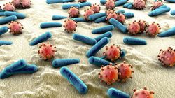 Salmonella w orzechach nerkowca