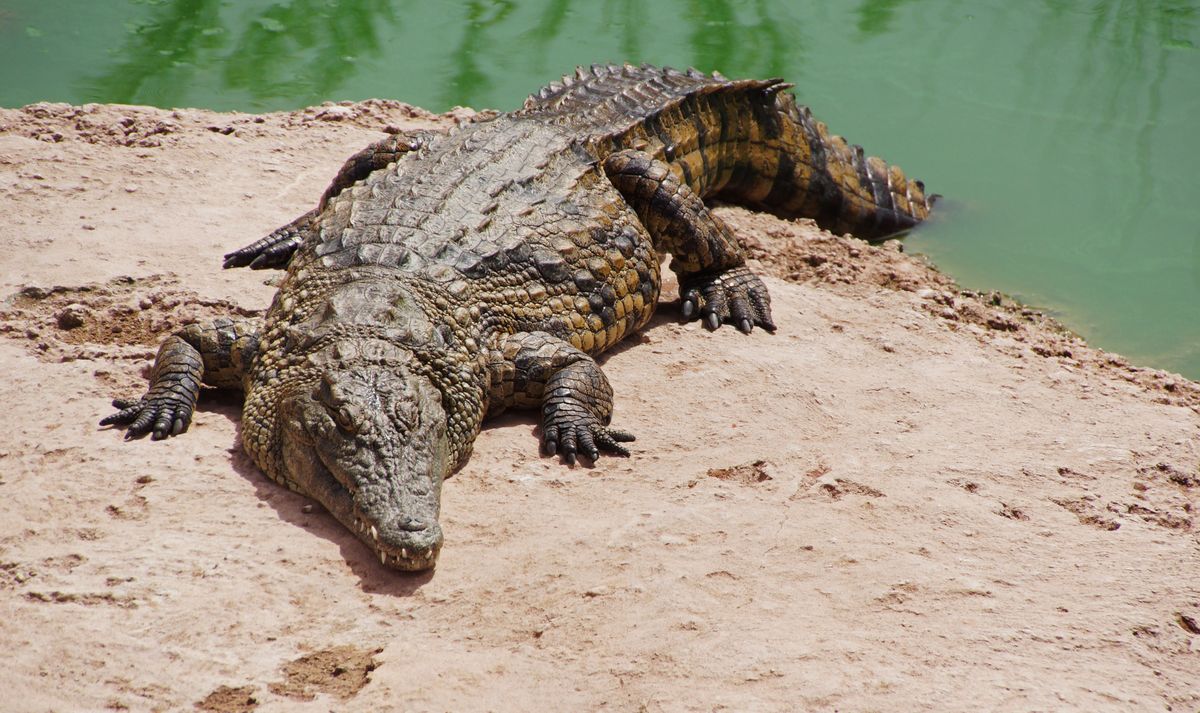 Krokodyle należą do rodziny dużych gadów drapieżnych (zdjęcie ilustracyjne) 