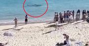 Przerażający moment. Ogromny rekin w płytkich wodach blisko popularnej plaży
