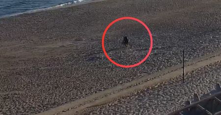 Była 6:47. Pojawił się na plaży w Mielnie
