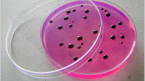 Polimery ninja pomogą zabijać bakterie odporne na antybiotyki 1