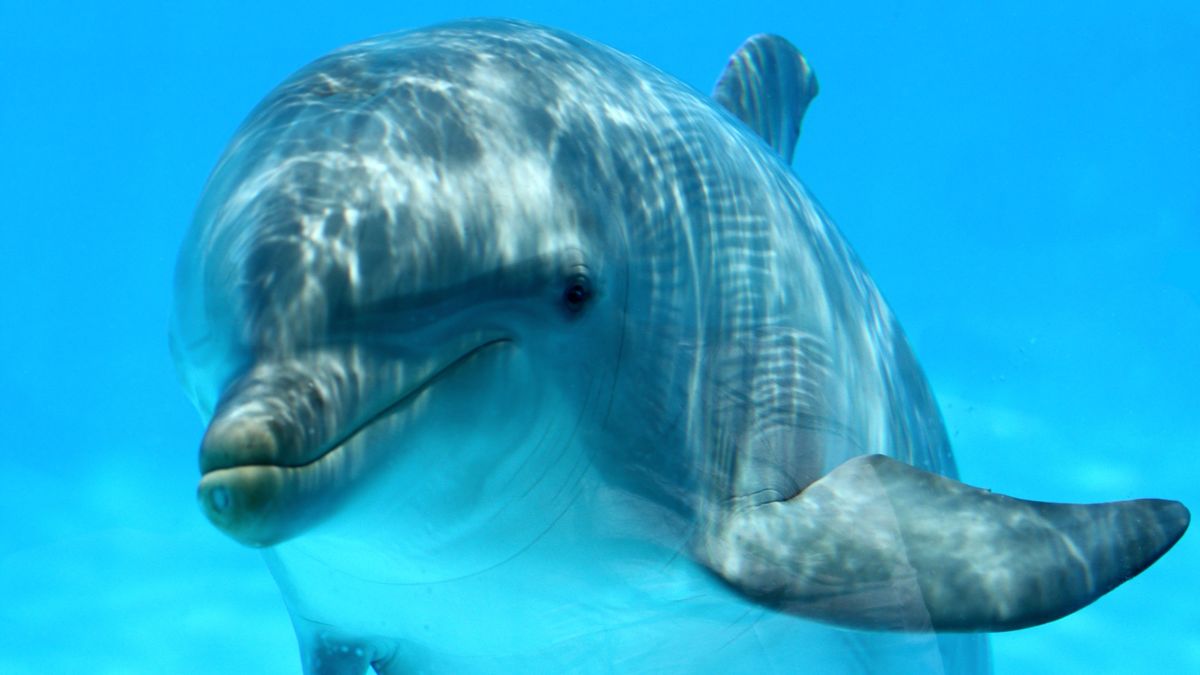 Zabili młodego delfina, bo chcieli zrobić fajne selfie 1