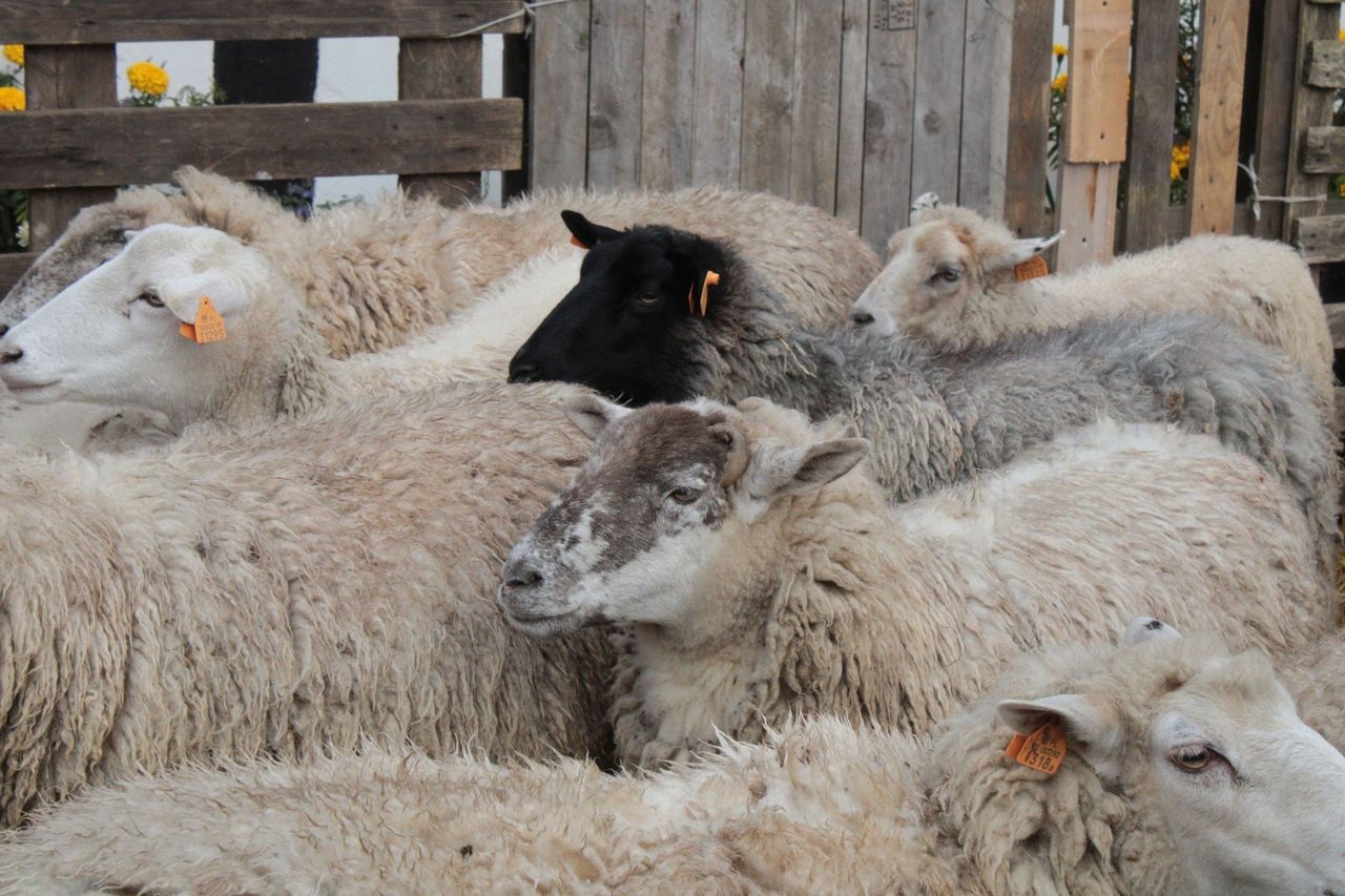 Opolskie: Ujawniono ognisko BTV. Ograniczenia są też śląskim powiecie