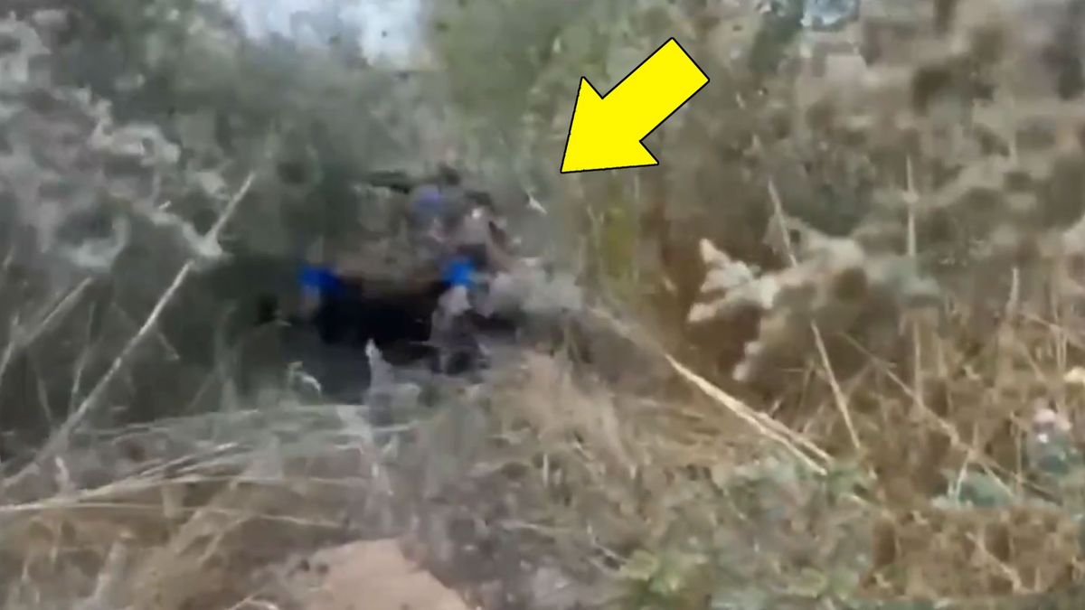 Pies żołnierz w Ukrainie