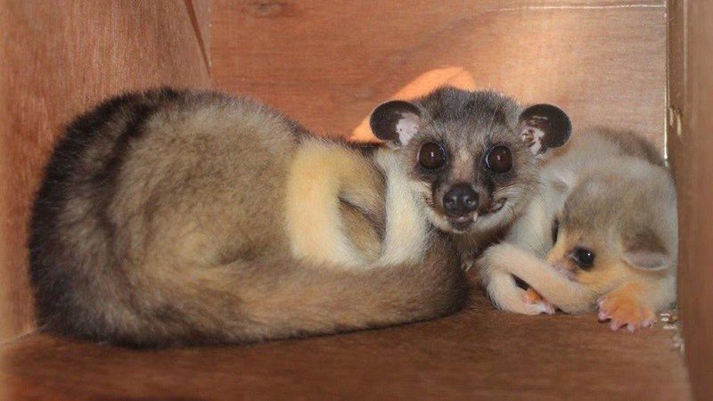 Wrocław. ZOO ratuje zagrożony gatunek. Na świat przyszedł łaskunek jawajski