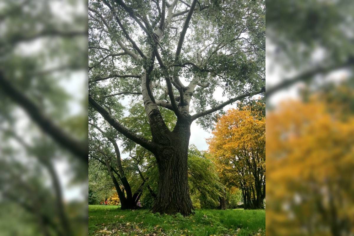 Topola Biała nowym pomnikiem przyrody w Lublinie