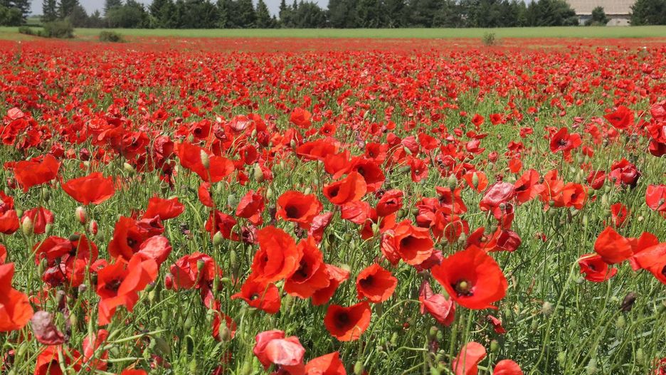 Uprawy maku w Polsce reguluje ustawa o przeciwdziałaniu narkomanii