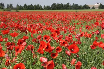 Kujawsko-Pomorskie: Spadek upraw maku mimo wysokiej pozycji