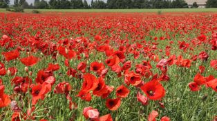 Kujawsko-Pomorskie: Spadek upraw maku mimo wysokiej pozycji