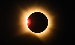 Zaćmienie Słońca wprawiło zwierzęta w dziwny stan. Naukowcy to nagrali