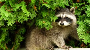 Nowy pasożyt w Polsce. Przybył z Ameryki, a szkodzić może nie tylko przyrodzie