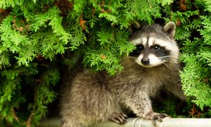 Nowy pasożyt w Polsce. Przybył z Ameryki, a szkodzić może nie tylko przyrodzie