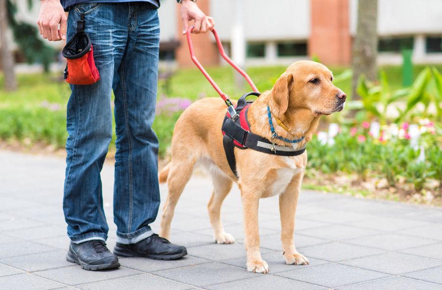 A Dog Guards Its Master’s Body for 2 Months! 