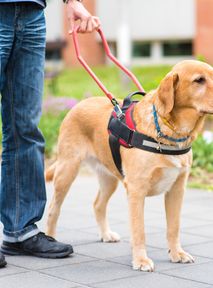 Loyal Forever: A Dog Guards Its Master’s Body for 2 Months!