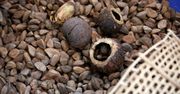Jak działają orzechy brazylijskie i skąd bierze się ich wyjątkowość?