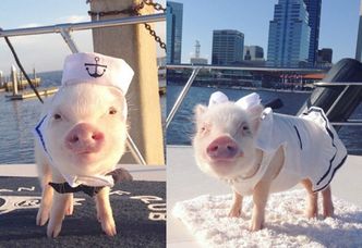 Stylowe świnki podbijają Instagram! (ZDJĘCIA)
