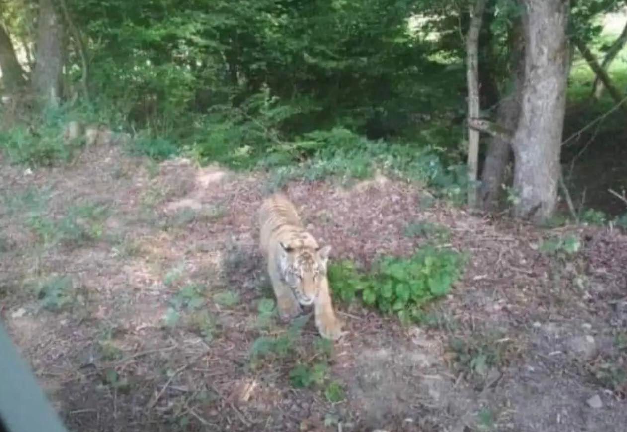 Uciekł z ZOO. Alarm na Słowacji