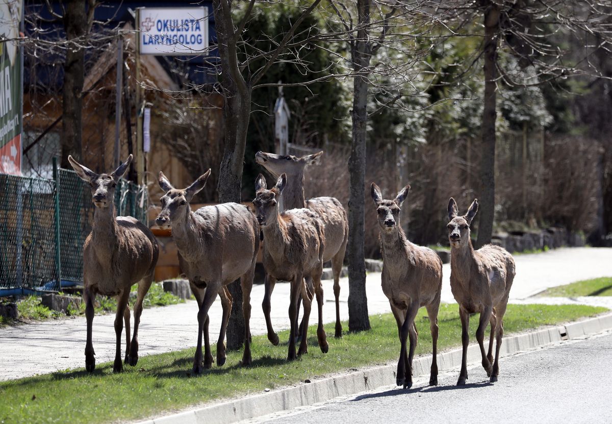 Zwierzęta coraz częściej pojawiają się na ulicach Zakopanego