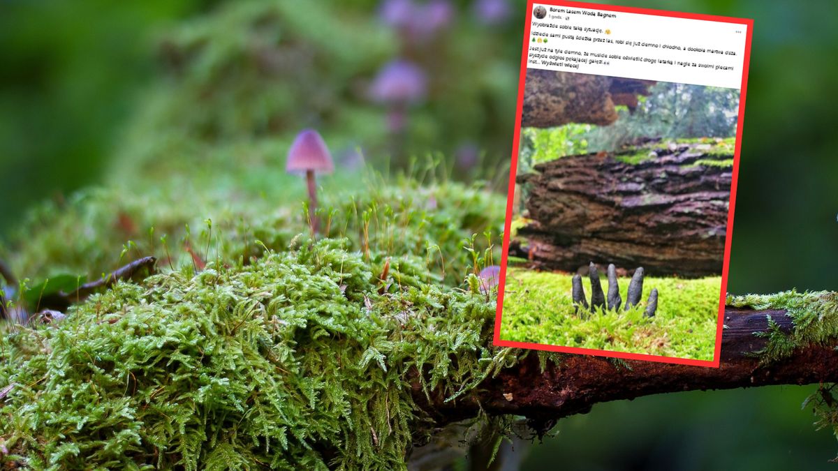 Znalazł w lesie "palce umarlaka". Internauci w szoku 