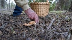 Grzyb, który niszczy wątrobę, nerki. "Jest smaczny, nie ma gorzkiego posmaku"