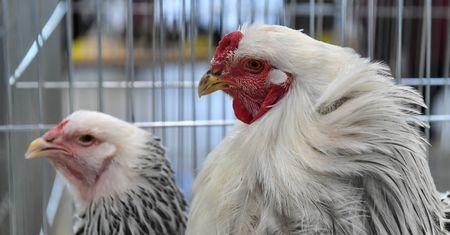 Mazowieckie. Nowe ogniska ptasiej grypy. Zakażonych blisko 110 tys. zwierząt