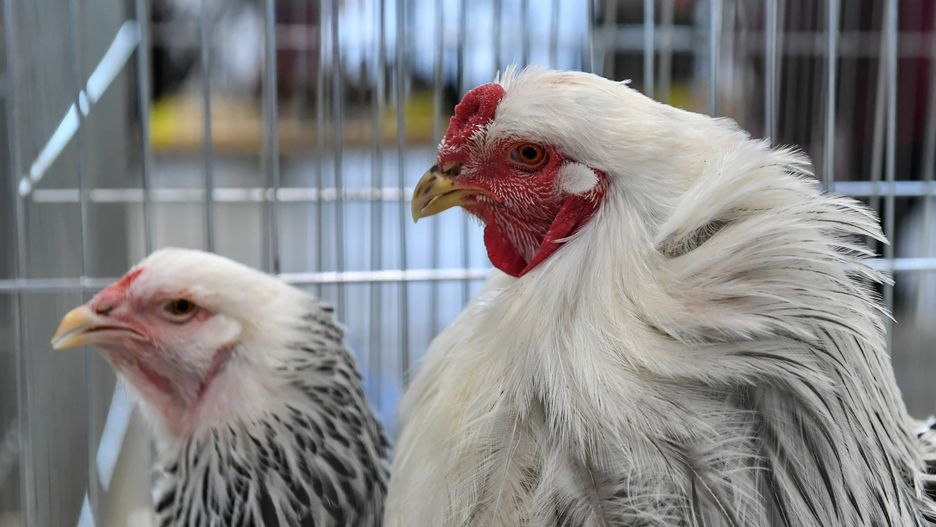 Mazowieckie. Nowe ogniska ptasiej grypy. Zakażonych blisko 110 tys. zwierząt