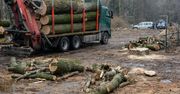 Sprzedaż drewna. "Firmy mogą nie doczekać zmian"
