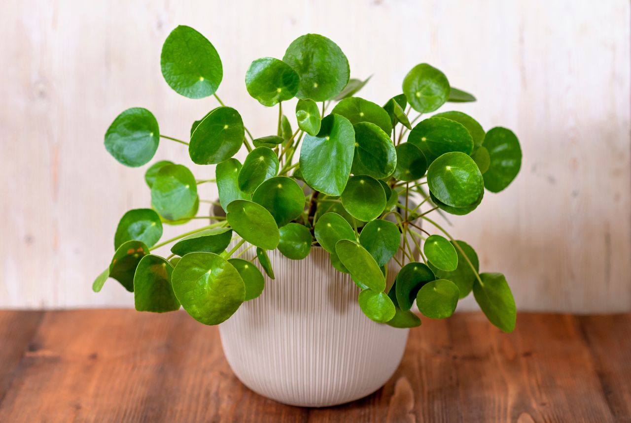 How to care for a Chinese money plant?