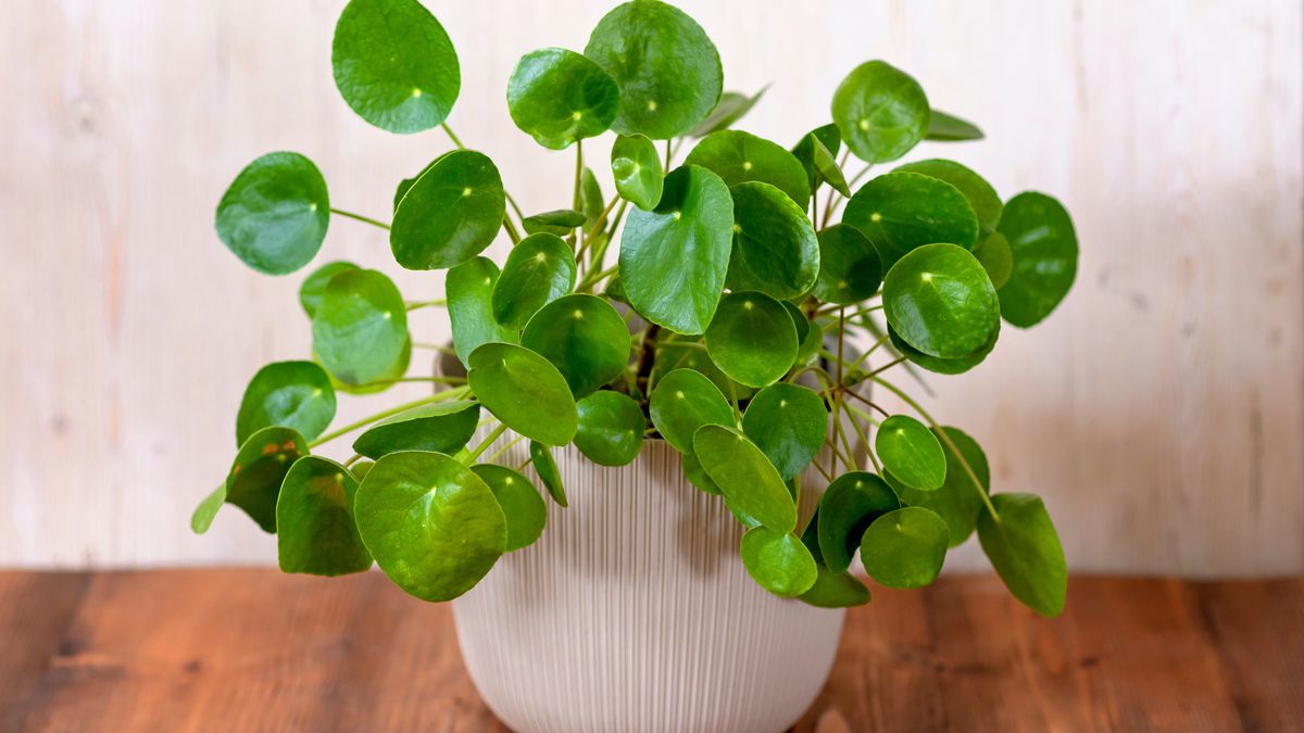 Jak pielęgnować pieniążek? 