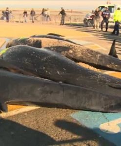 10 wielorybów na plaży w Calais
