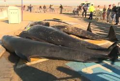 10 wielorybów na plaży w Calais