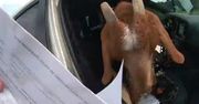 Koza w radiowozie. Nagranie policjantki to hit w sieci