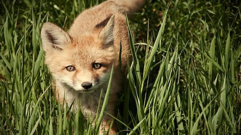 Jak sprawić, by Firefox uruchamiał się szybciej? 1