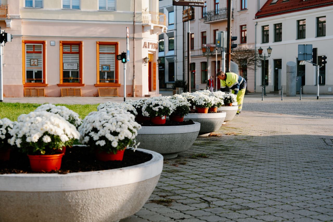 Chryzantemy ozdobiły Płock