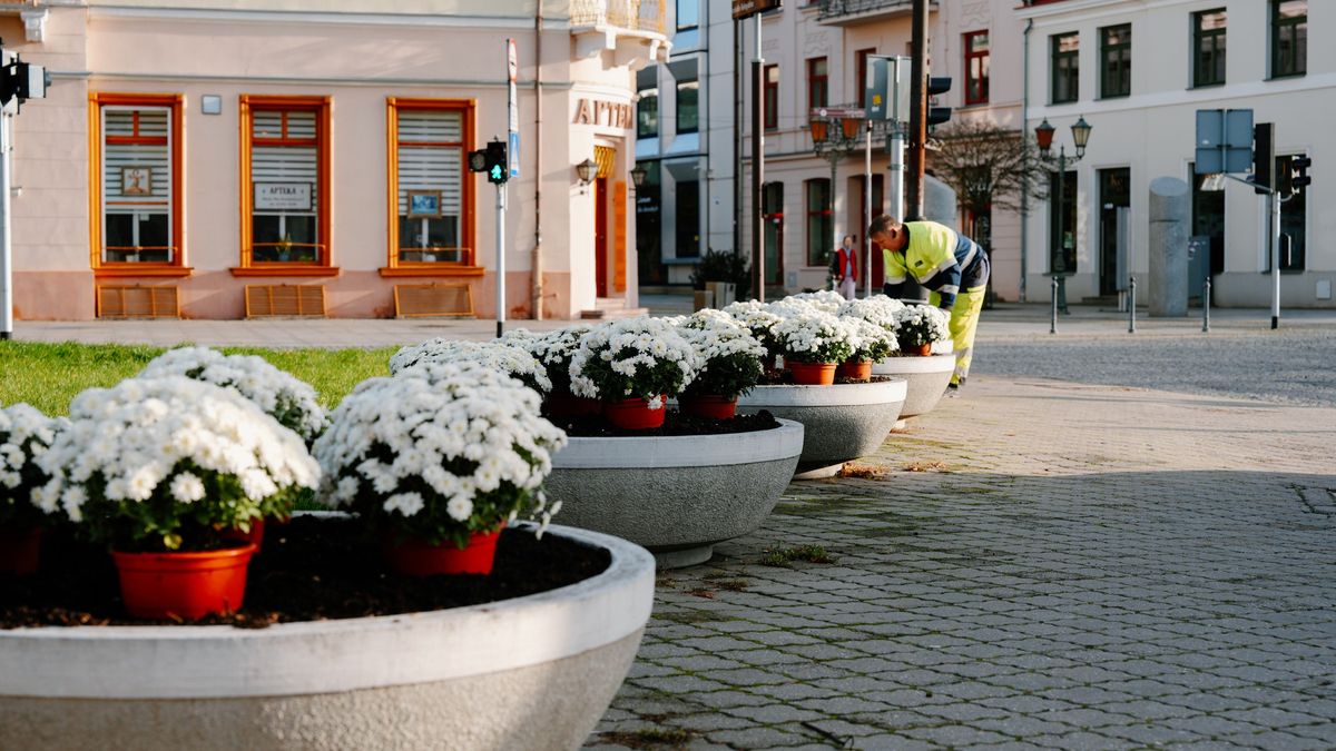 Nowe nasadzenia