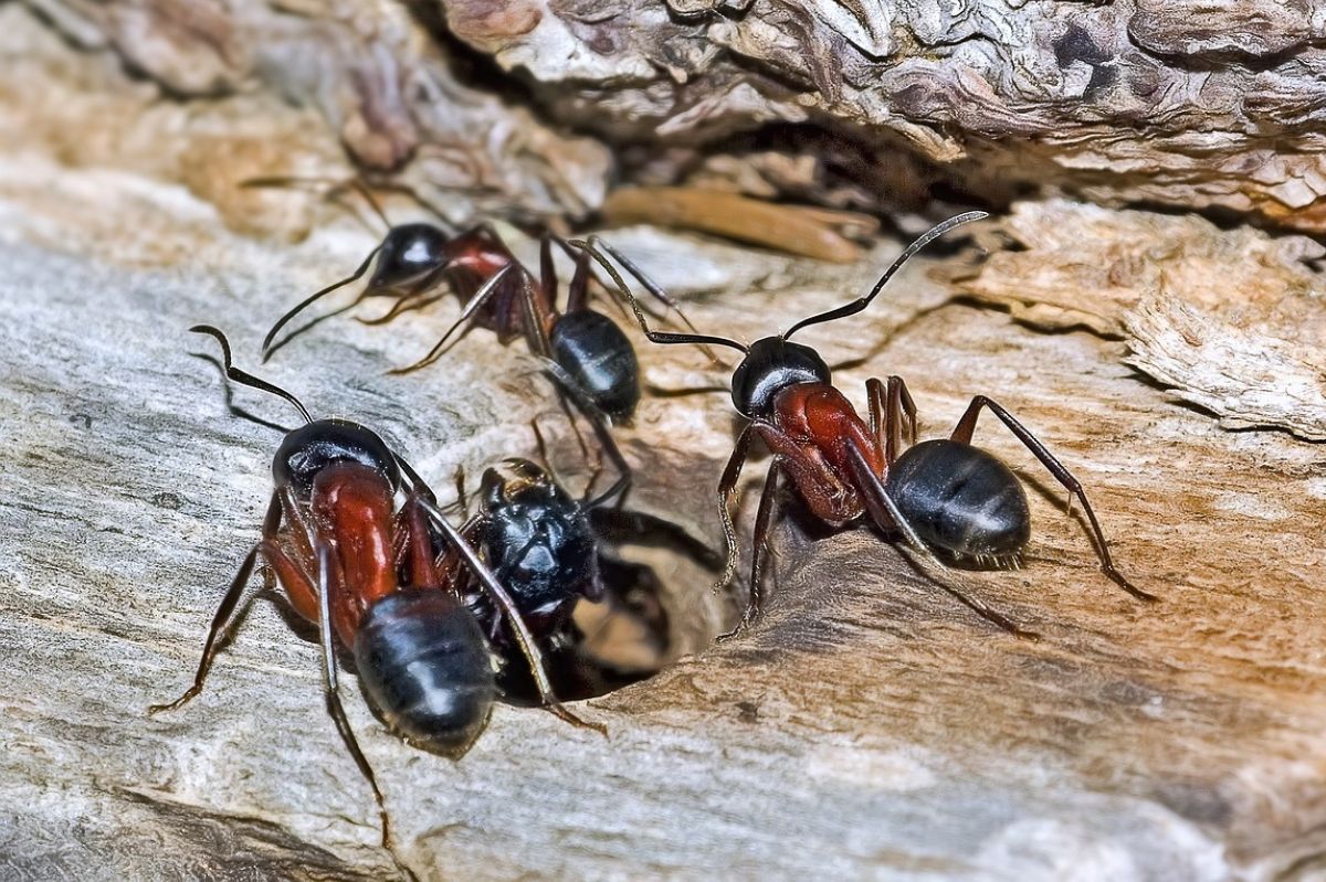 Te mrówki leczą swoje zainfekowane rany. Aplikują antybiotyki