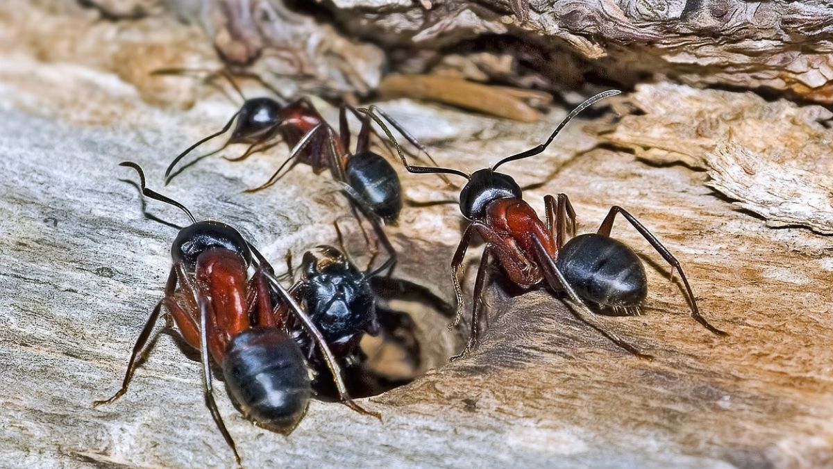 Mrówki, które potrafią leczyć.