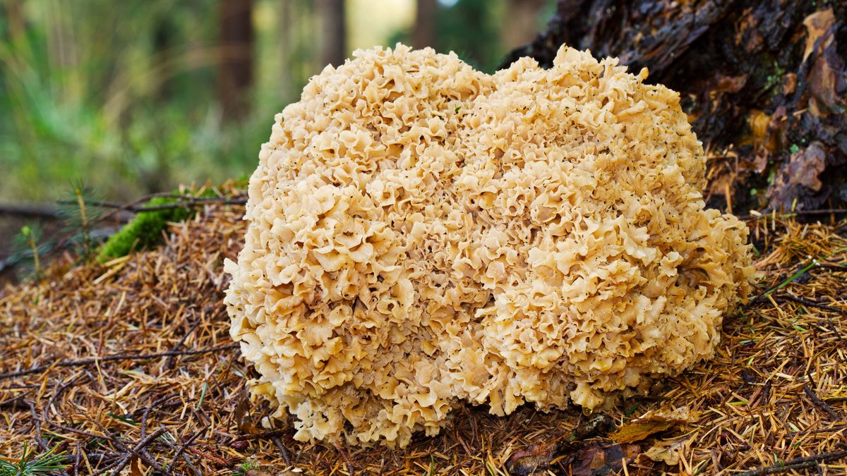 Siedzuń sosnowy - Pyszności