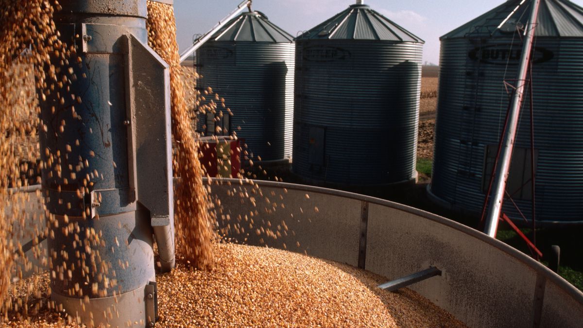 Zboże; kukurydza; magazyn; zboża; rolnictwo; rolnicy; rolnik; silosy