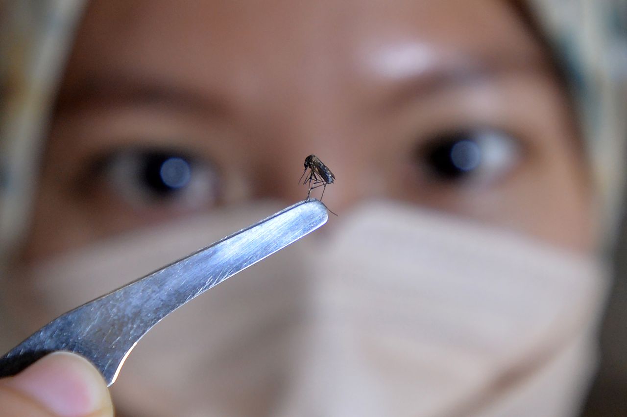 Dengę roznoszą komary, liczba zakażeń chorobą gwałtownie rośnie